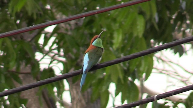 Rufous-crowned Bee-eater - ML201683341