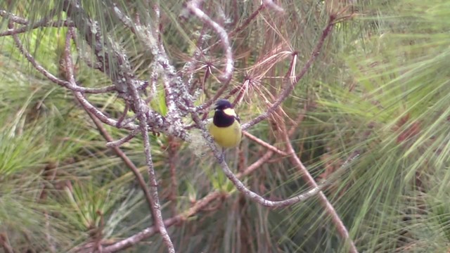 Elegant Tit - ML201683381