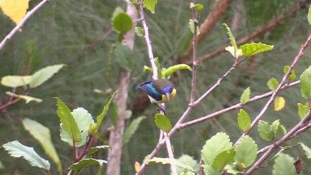 Glanzflügel-Nektarvogel (Luzonnektarvogel) - ML201683401