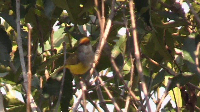 Mountain Tailorbird - ML201683411