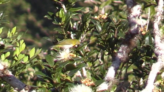 Warbling White-eye - ML201683421