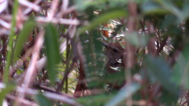 Benguet Bush Warbler - ML201683441