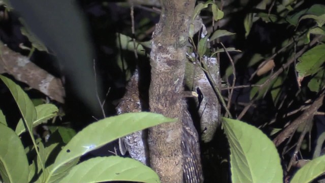 Luzon Scops-Owl - ML201683451