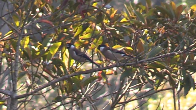 White-cheeked Bullfinch - ML201683471