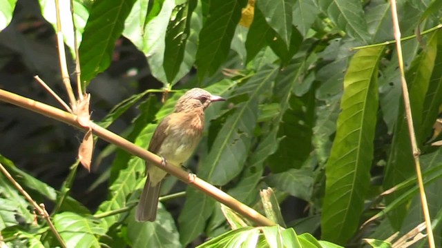 Bulbul des Philippines - ML201683501