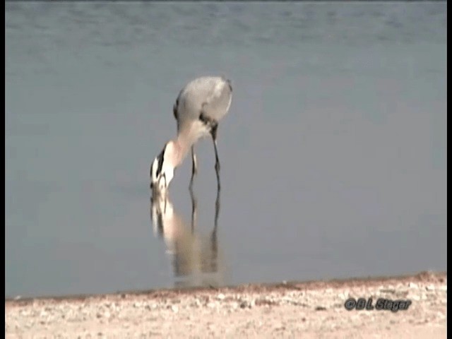 Great Blue Heron (Great Blue) - ML201683541