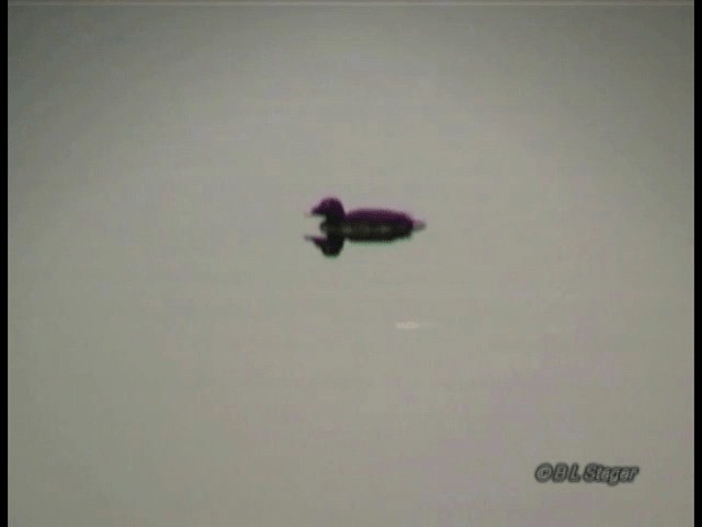 White-winged Scoter - ML201683561