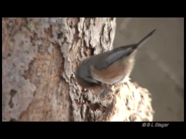 Mésange à tête brune - ML201683591