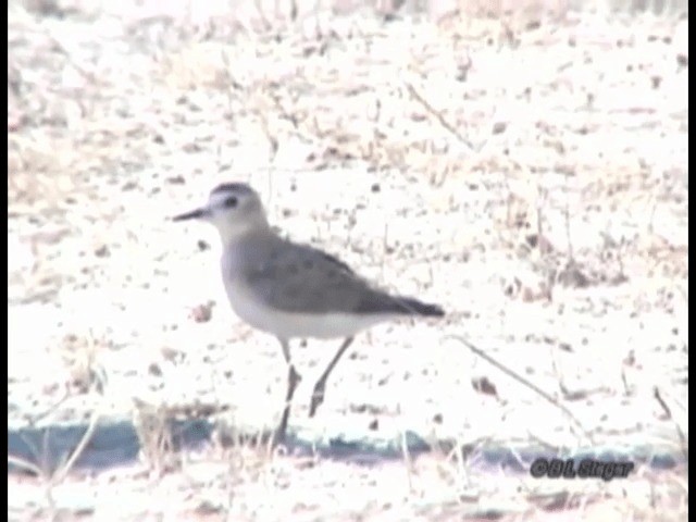 Mountain Plover - ML201683611