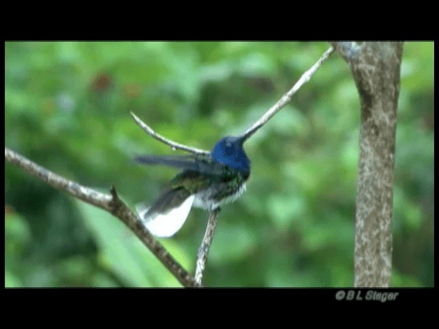 kolibřík bělokrký - ML201683641