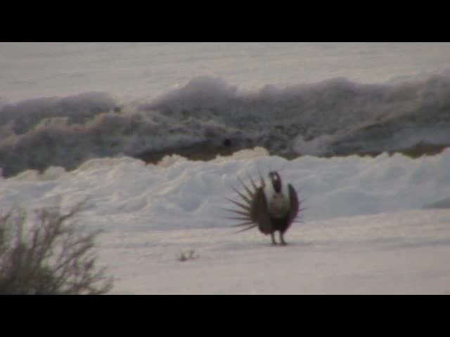 Gunnison Sage-Grouse - ML201683681