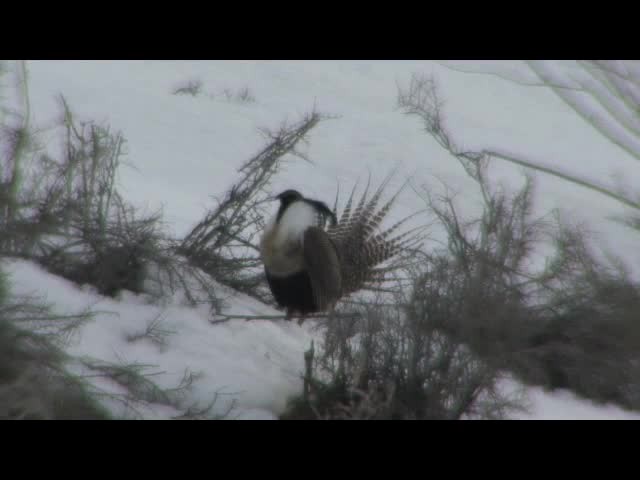 Gunnison-Beifußhuhn - ML201683691