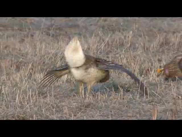 Sharp-tailed Grouse - ML201683781