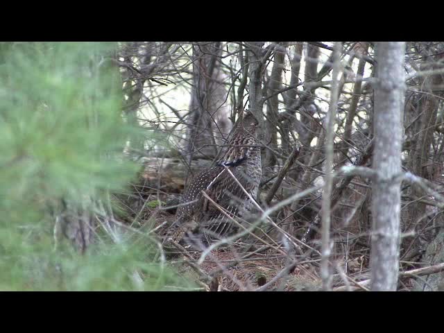 Ruffed Grouse - ML201683791