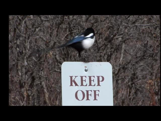 Black-billed Magpie - ML201683811