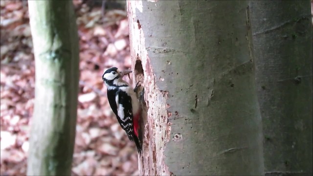 Great Spotted Woodpecker - ML201683911