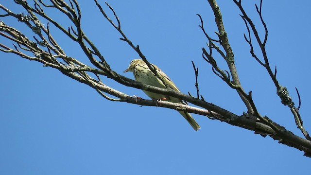 Tree Pipit - ML201683951