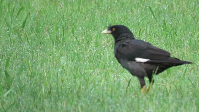 Crested Myna - ML201684091