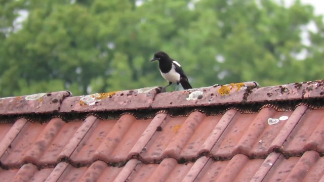 Eurasian Magpie (Eurasian) - ML201684121