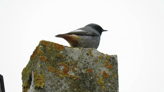 Colirrojo Tizón (gibraltariensis/aterrimus) - ML201684181