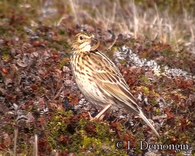 Correndera Pipit (Falklands) - ML201684251