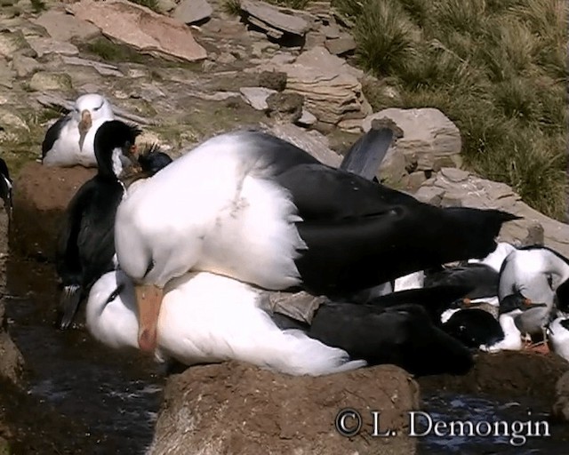 Чернобровый альбатрос (melanophris) - ML201684361