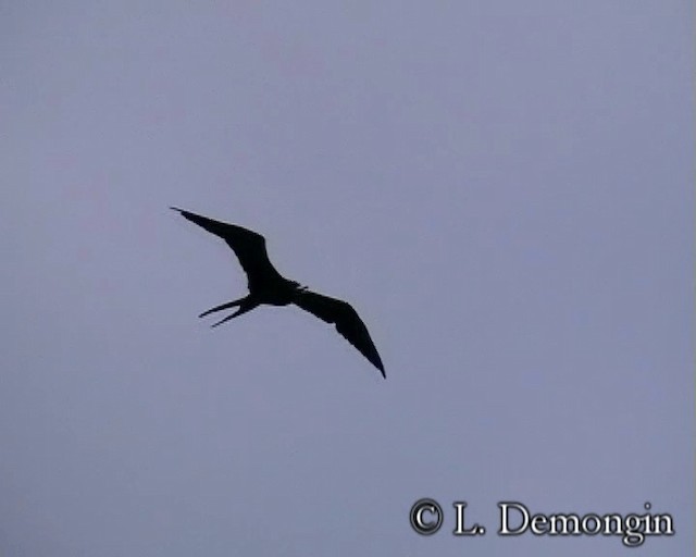 Ascension Frigatebird - ML201684431