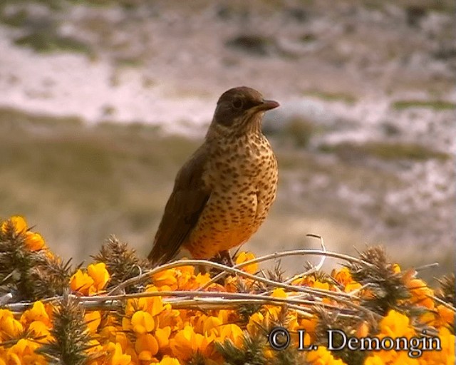 Austral Thrush (Falkland) - ML201684451