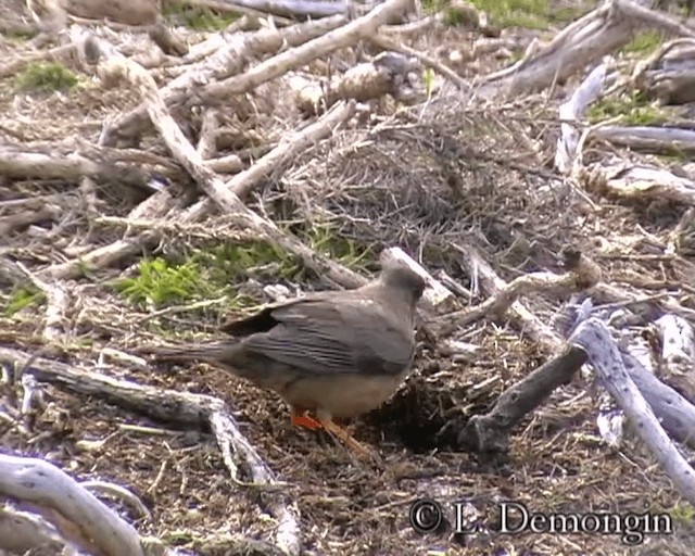 Austral Thrush (Falkland) - ML201684461