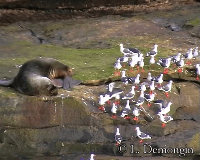 Dolphin Gull - ML201684471