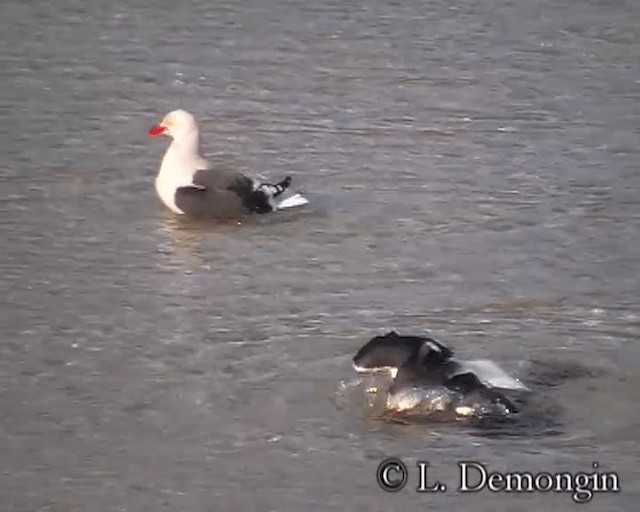 Gaviota Patagona - ML201684481