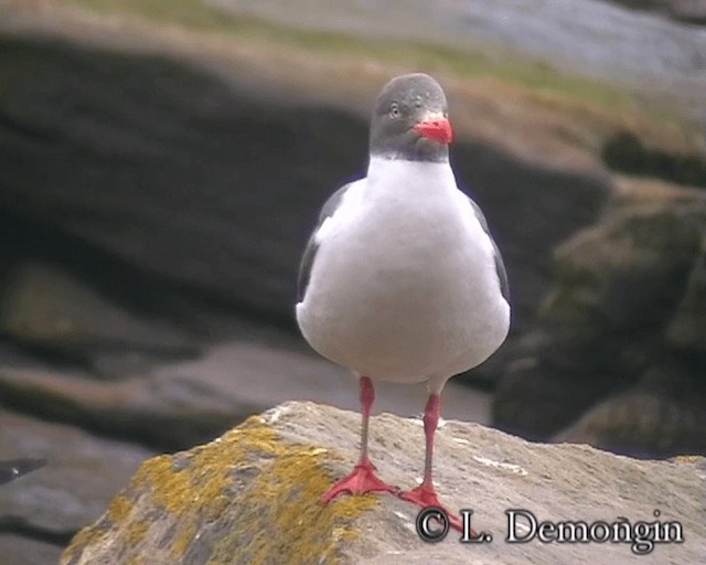 Gaviota Patagona - ML201684491