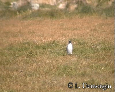 Dark-faced Ground-Tyrant (maclovianus) - ML201684501