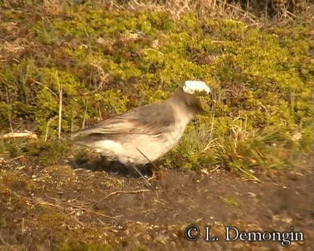 Dark-faced Ground-Tyrant (maclovianus) - ML201684511