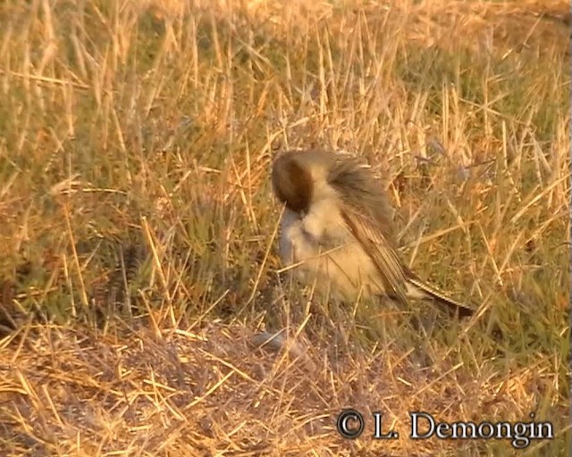 カオグロイワタイランチョウ（maclovianus） - ML201684521