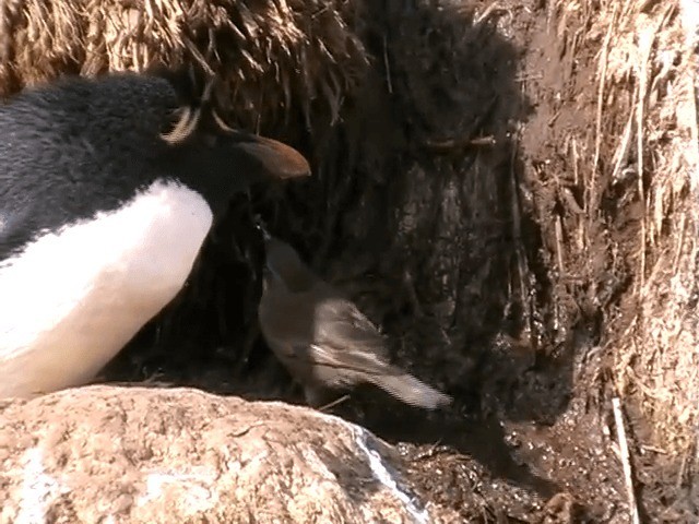 Karaca Sinklot (antarcticus) - ML201684621