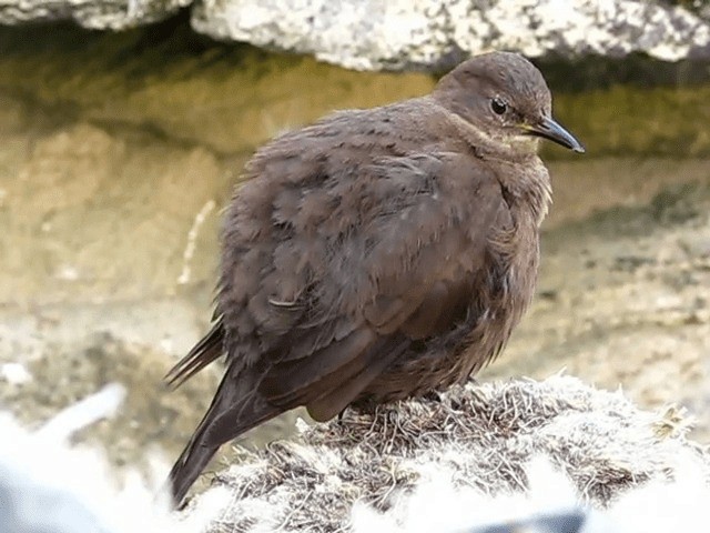 Remolinera Negra (antarcticus) - ML201684641