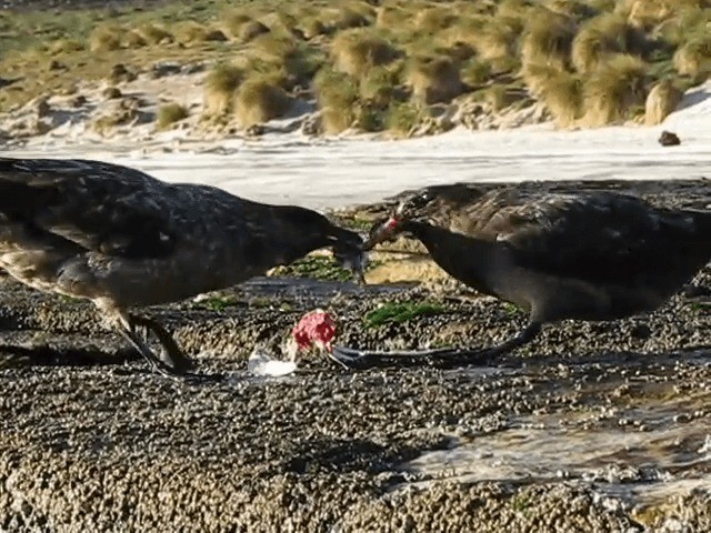 Brown Skua (Falkland) - ML201684751