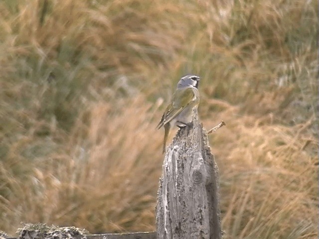 White-bridled Finch - ML201684851