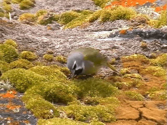 White-bridled Finch - ML201684861