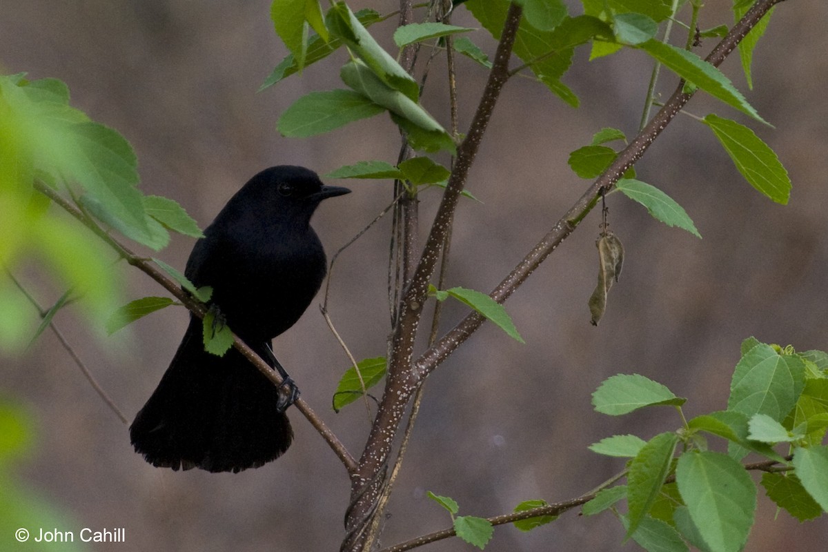 Pájaro Gato Negro - ML20168491