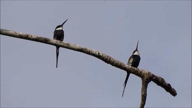 Jacamar à longue queue - ML201684911