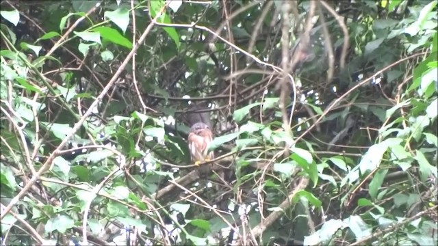 Amazonian Pygmy-Owl - ML201684941