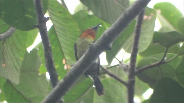 Gilded Barbet - ML201685001