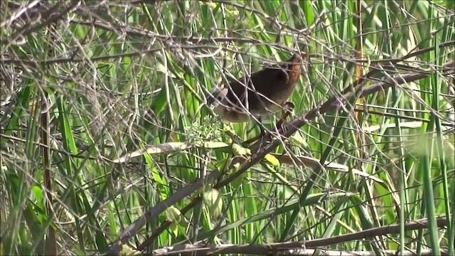 Rufous-sided Crake - ML201685021