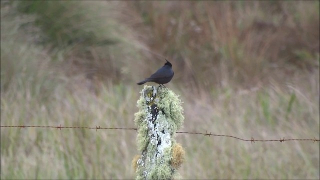 Crested Black-Tyrant - ML201685051