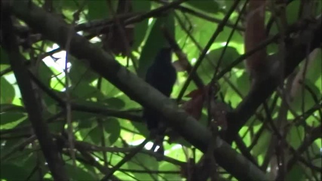 Blaugrau-Ameisenvogel - ML201685091