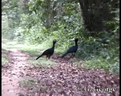 Red-billed Curassow - ML201685161