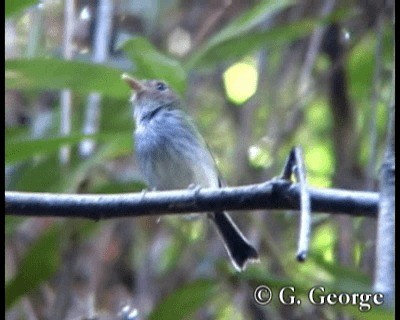 Fork-tailed Pygmy-Tyrant - ML201685171