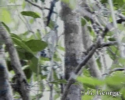 Band-tailed Antwren - ML201685201